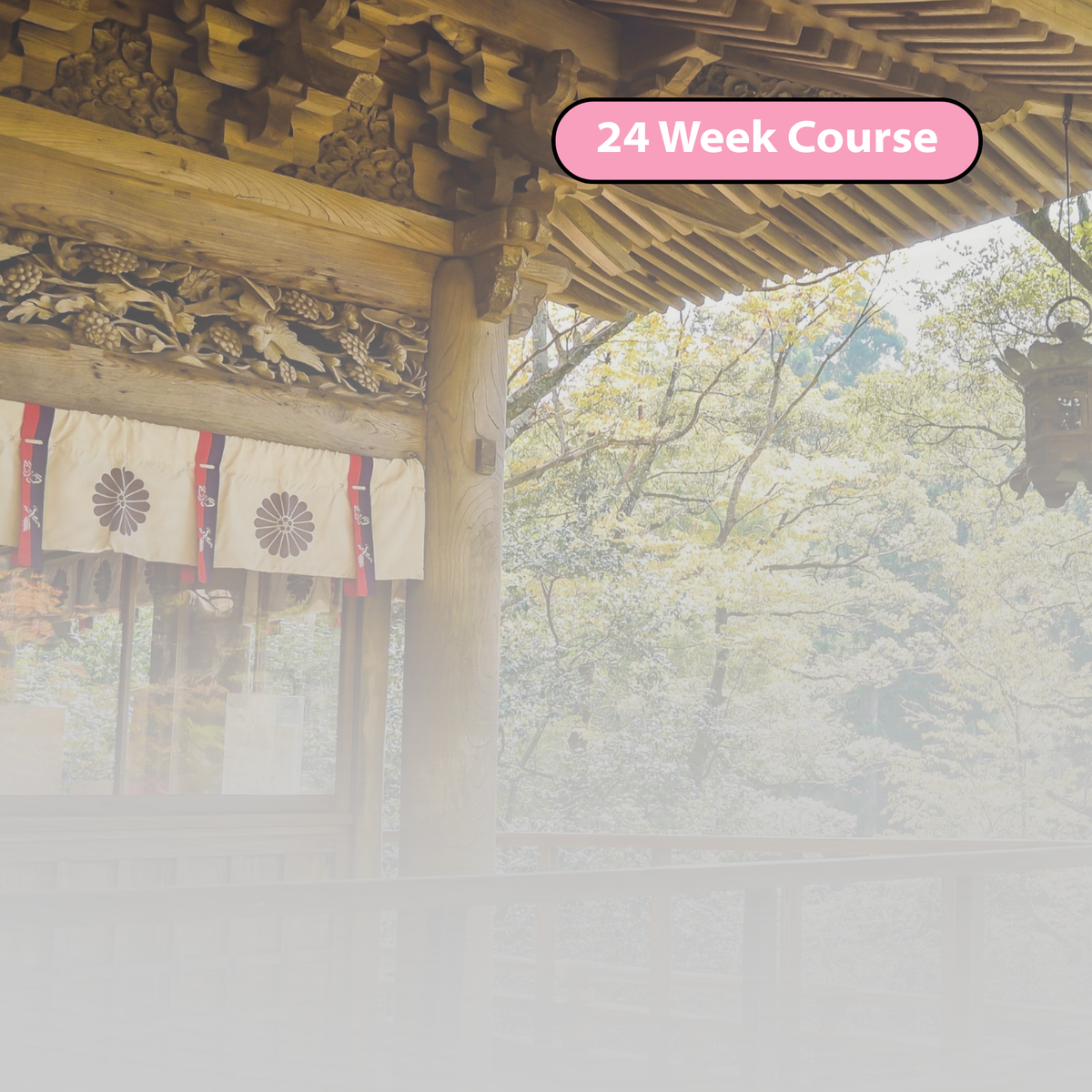 Beginner Japanese (September)